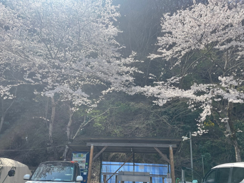 青野原オートキャンプ場桜