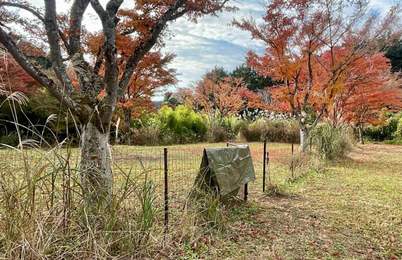 アナザプレイスキャンプ場のドッグフリーサイト