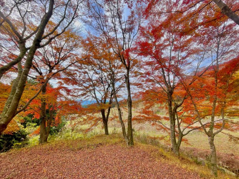 アナザプレイスキャンプ場のE1エキストラサイト