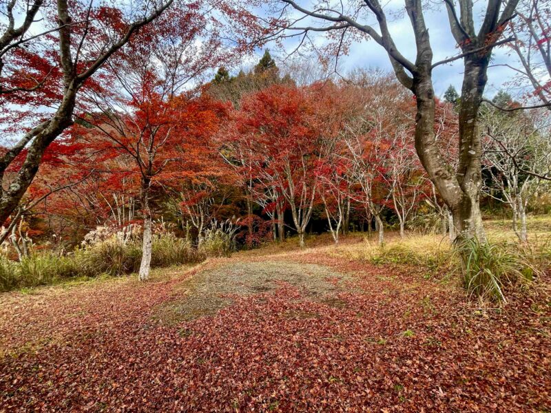 アナザプレイスキャンプ場のE3エキストラサイト